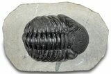 Bargain, Curled Pedinopariops Trilobite - Mrakib, Morocco #287710-2